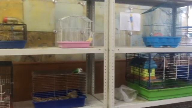 ДЭБЦ Оренбург, проект Экообученок смотреть онлайн