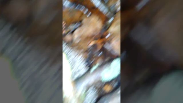 Ежик офигеть ,ночью смотреть онлайн