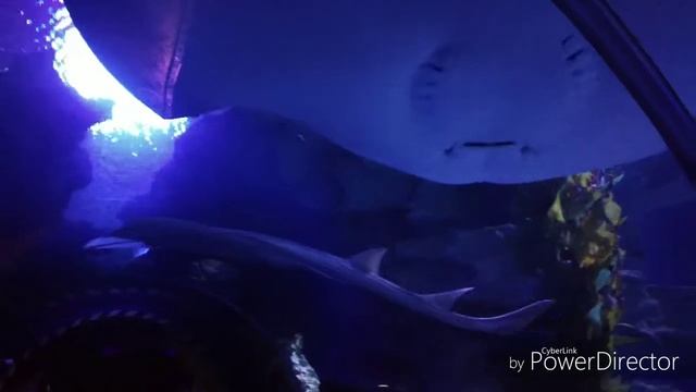 Куала Лумпур. Аквариум. смотреть онлайн