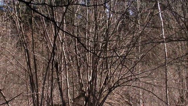 Христос Воскресе ! Подмосковье Пасхальный выход в лес 08.04.18 смотреть онлайн