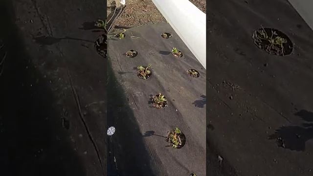 как прижилась рассада клубники