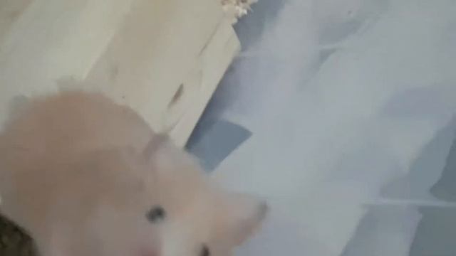 Хомячиха и хомячата переезжают в контейнер смотреть онлайн