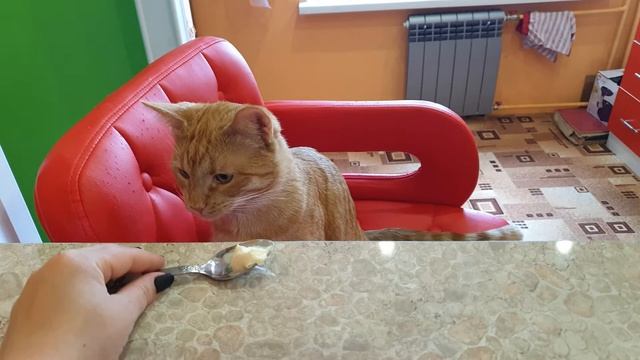 Завтрак с котами. Что если разрешить котам есть за своим столом