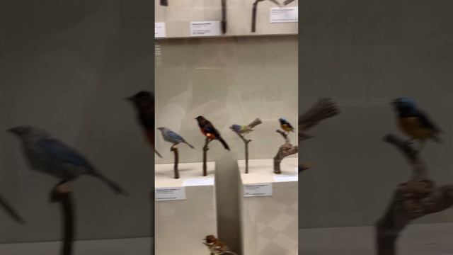 Зоологический музей смотреть онлайн