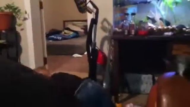 Zander In The Spinning Chare