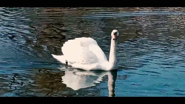 Мгновения весны. Номер 1.Запорожье сегодня. Дубовая роща.Запорожье 26.3.2022. смотреть онлайн