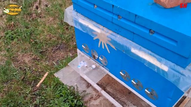 пчеловодство, холодная весна что делать? смотреть онлайн