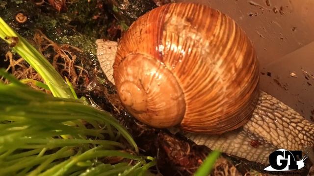 Виноградная улитка ползет \ Grape Snail Crawling