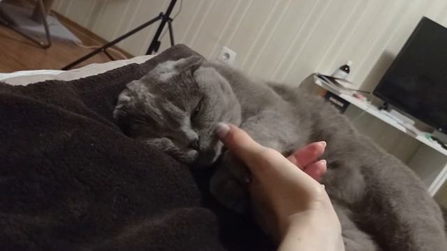 Шотландский кот Ричард/Отдыхаем с котом/наш вечер смотреть онлайн