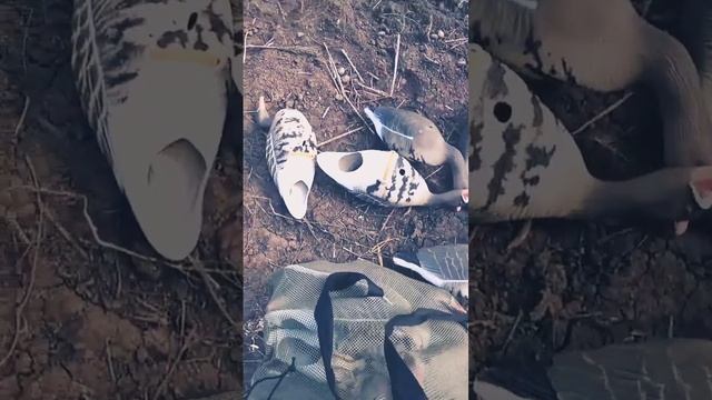 Весенняя Охота на Гуся только начали расставлять чучела смотреть онлайн