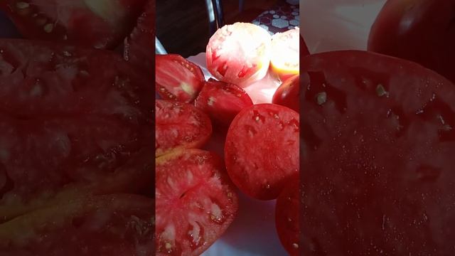 дегустация помидоров сержант пеппер, минусинское сердце из вятки, говядина с куста,  слива сварло