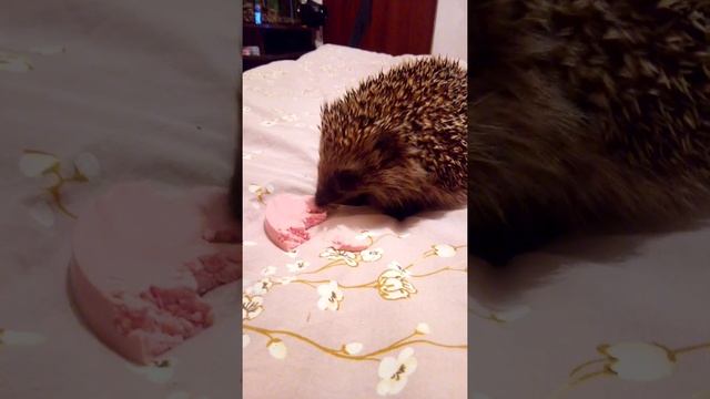 Дикий ёж ест колбасу
