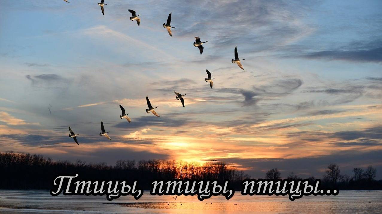 Птицы, птицы, птицы