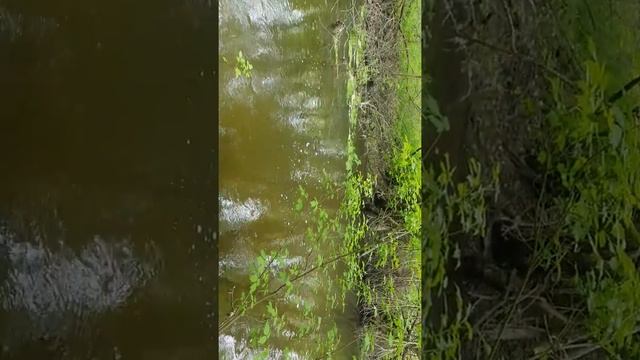 Голавль весной смотреть онлайн