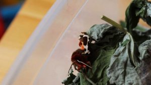 Медведица кайя (Arctia caja). Часть 3