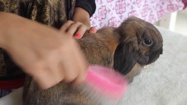 My Bunny's Daily Diet | Kiwi смотреть онлайн