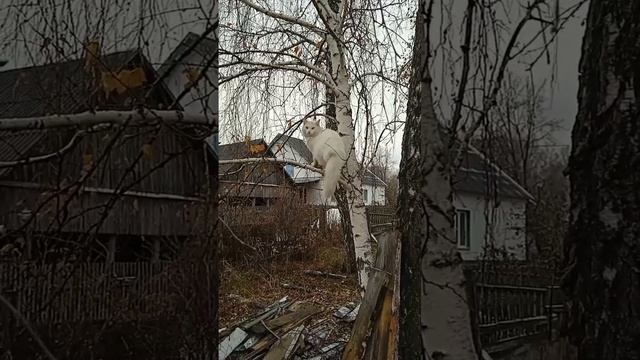 Коты прилетели смотреть онлайн