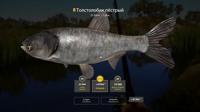 Русская рыбалка4 Ахтуба трофей толстолобика смотреть онлайн