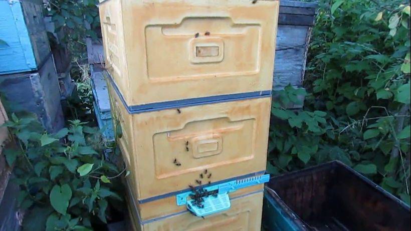 пчеловодство на ячейке 4,9 мм - часть 18, отстроили вощину 4,9 мм, ставлю еще 10.08.2023 смотреть онлайн