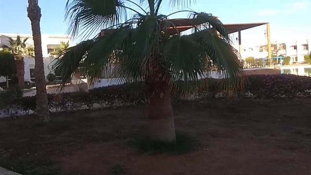 Royal Paradice Resort январь 2020 Египет.Шарм эль Шейх.Обзор территории. смотреть онлайн