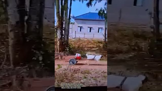 Ну просто похвально, как соображает обезьянка и такая труженица 🤣🤣🤣👏👏👏 смотреть онлайн