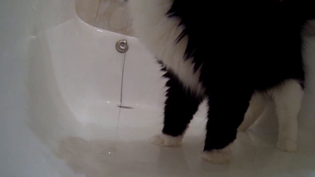 Кошка принимает ванну смотреть онлайн