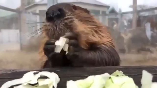 бобр ест смотреть онлайн