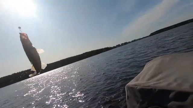 22.09.2019 Иваньковка и судаки