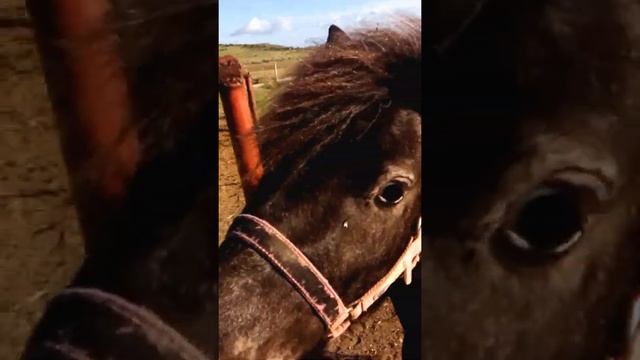 VID Крым Страусиная ферма 2016 07 06 07 2640 смотреть онлайн