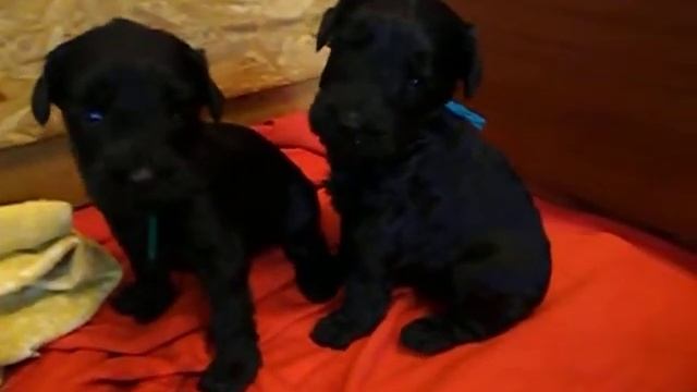 п-к Роман-Кош..помет - М. Роман-Кош Венеции Дарк Найт. Обучаем деток кушать. Первая прикормка. 201 смотреть онлайн