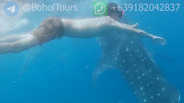 Плавание с китовыми акулами на о. Бохол смотреть онлайн