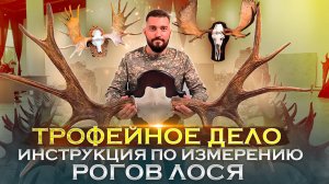 Трофейные рога лося. Инструкция по измерению.