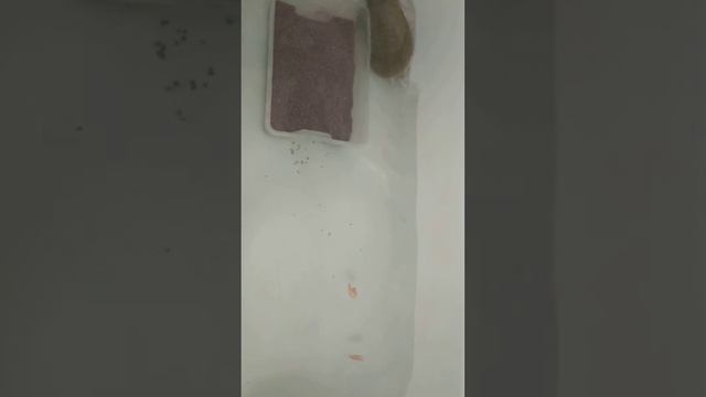 сфоткал любимую, пока она ест. люблю ее