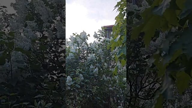 Кормушки в виде замков и теремов в городе Савонлинна смотреть онлайн