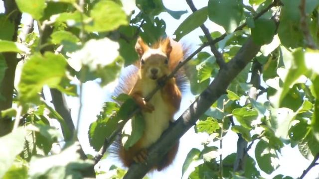 белка в саду смотреть онлайн