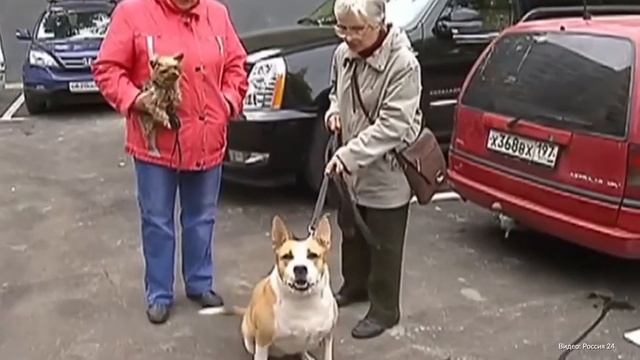 Москвичи проголосуют за мобильные пункты вакцинации питомцев смотреть онлайн