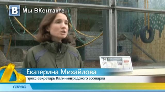Обезьянка 14 05 15 смотреть онлайн