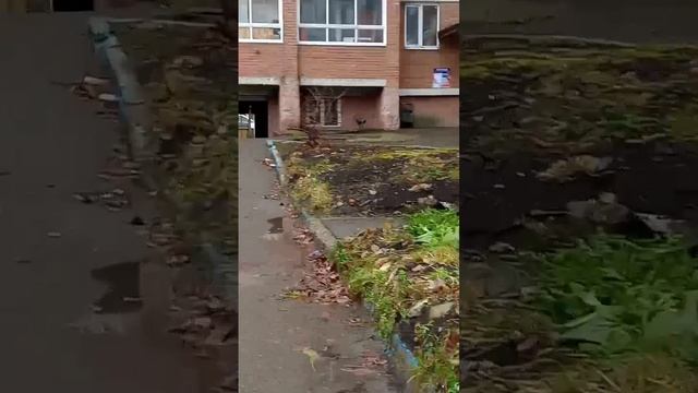 Он просто сумасшедший смотреть онлайн