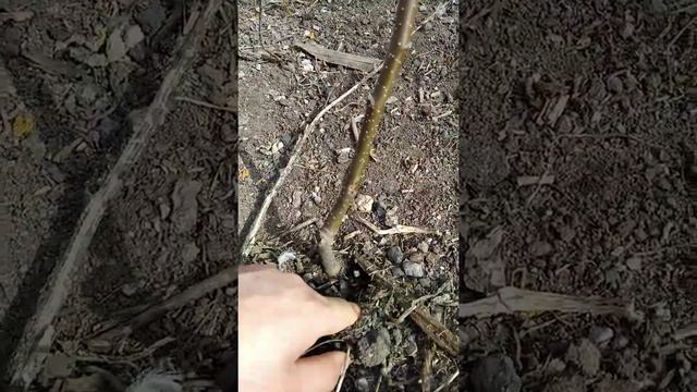 Обзор прививок смотреть онлайн