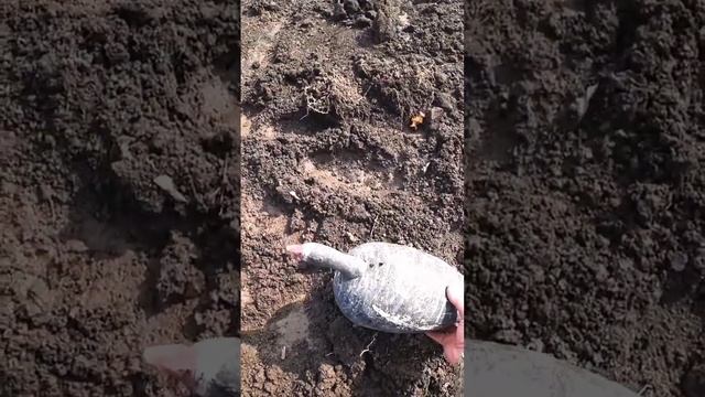 На эти Чучела Гуси Падали как Сумасшедшие смотреть онлайн