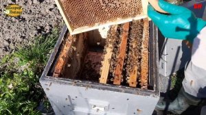 пересадка пчелопакета в улей  делаем сразу 10 рамок быстрое развитие хороший результат
