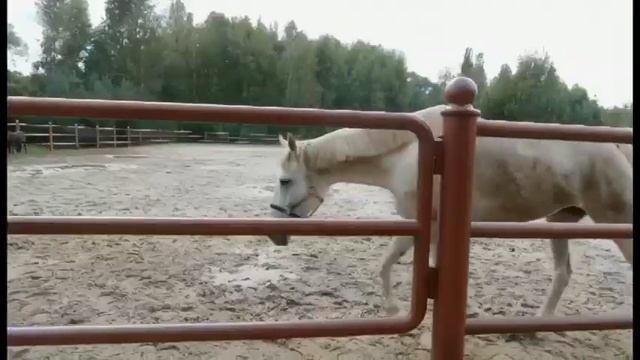 Кавер группа  Divergent