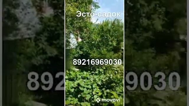 Эсто-Садок Сдам смотреть онлайн