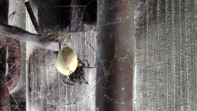 BLACK WIDOW SPIDER SPINNING NEW WEB PART 9 смотреть онлайн