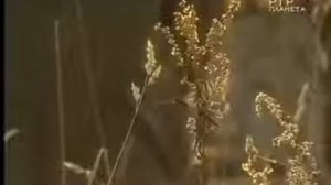 Исторические хроники 1938 года с Николаем Сванидзе - Вавилов и Лысенко