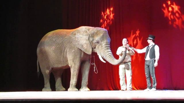 Рижский Цирк в Даугавпилсе!!!! смотреть онлайн