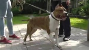 Догтренинг 512. Сногсшибательный амстафф