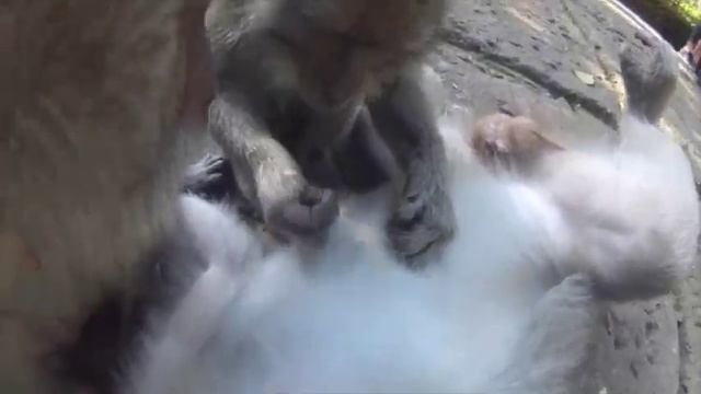 Уникальный тур на Бали! http://go2.voyage 8 495 5326062 смотреть онлайн