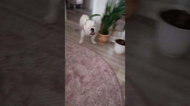 Я вышел из бани, а тут встреча с Тайсоном, ну и поговорили по душам так сказать😁 смотреть онлайн