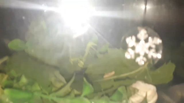 Богомол ест богомола